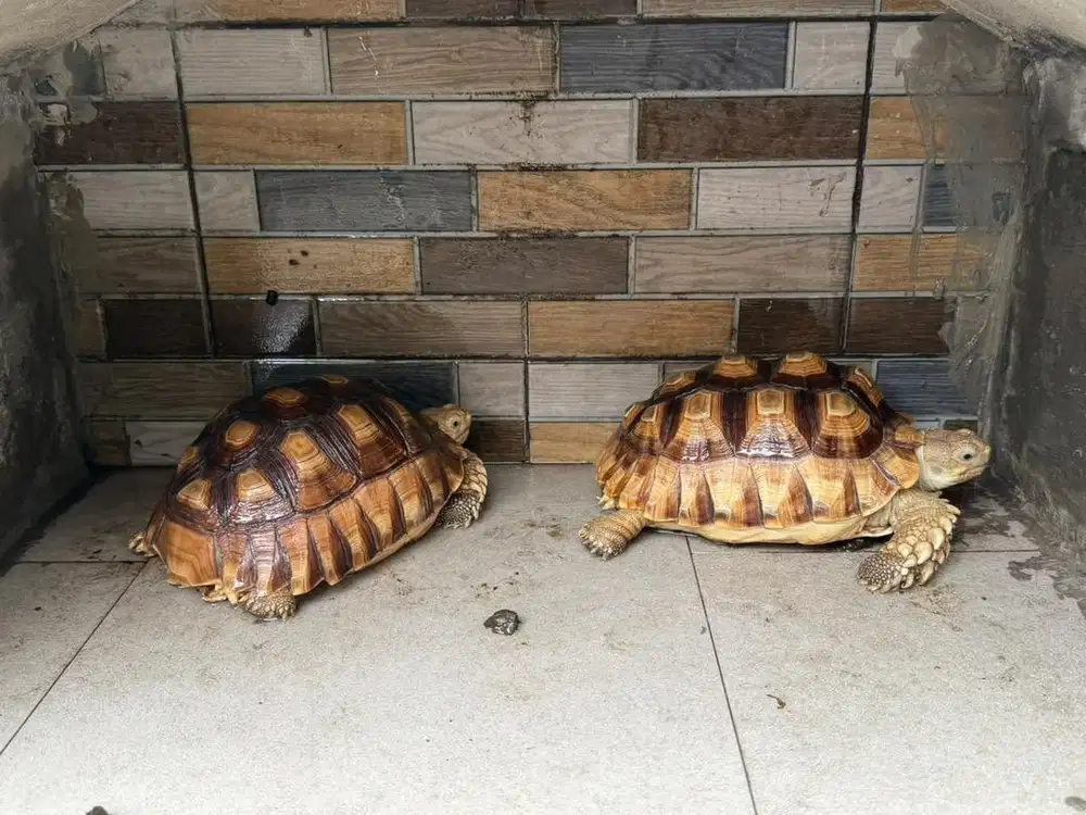 Kura kura sulcata atau kura kura darat