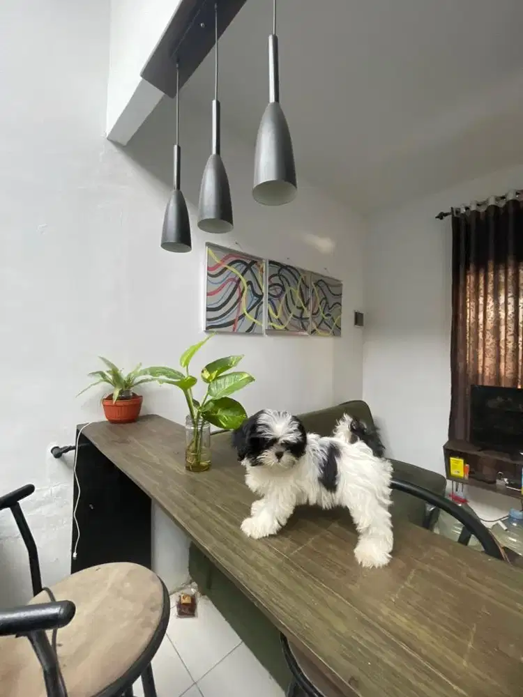Shihtzu puppy gemoy good wuality