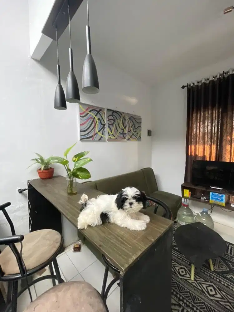 Shihtzu puppy gemoy good quality