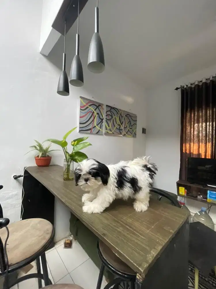 Shihtzu puppy gemoy good quality