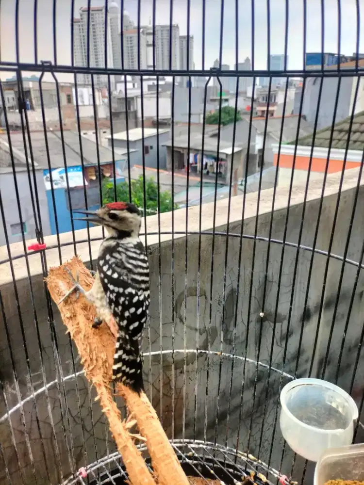 Burung pelatuk pala merah