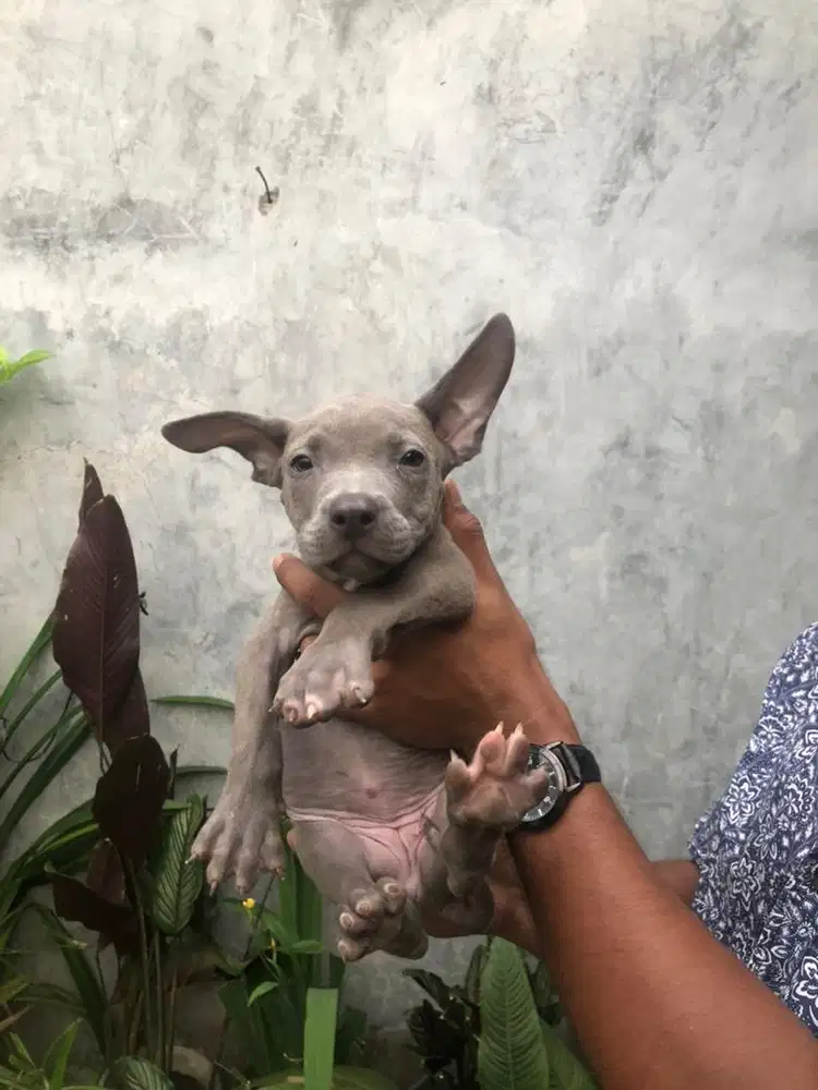 Puppy pitbull terrier
