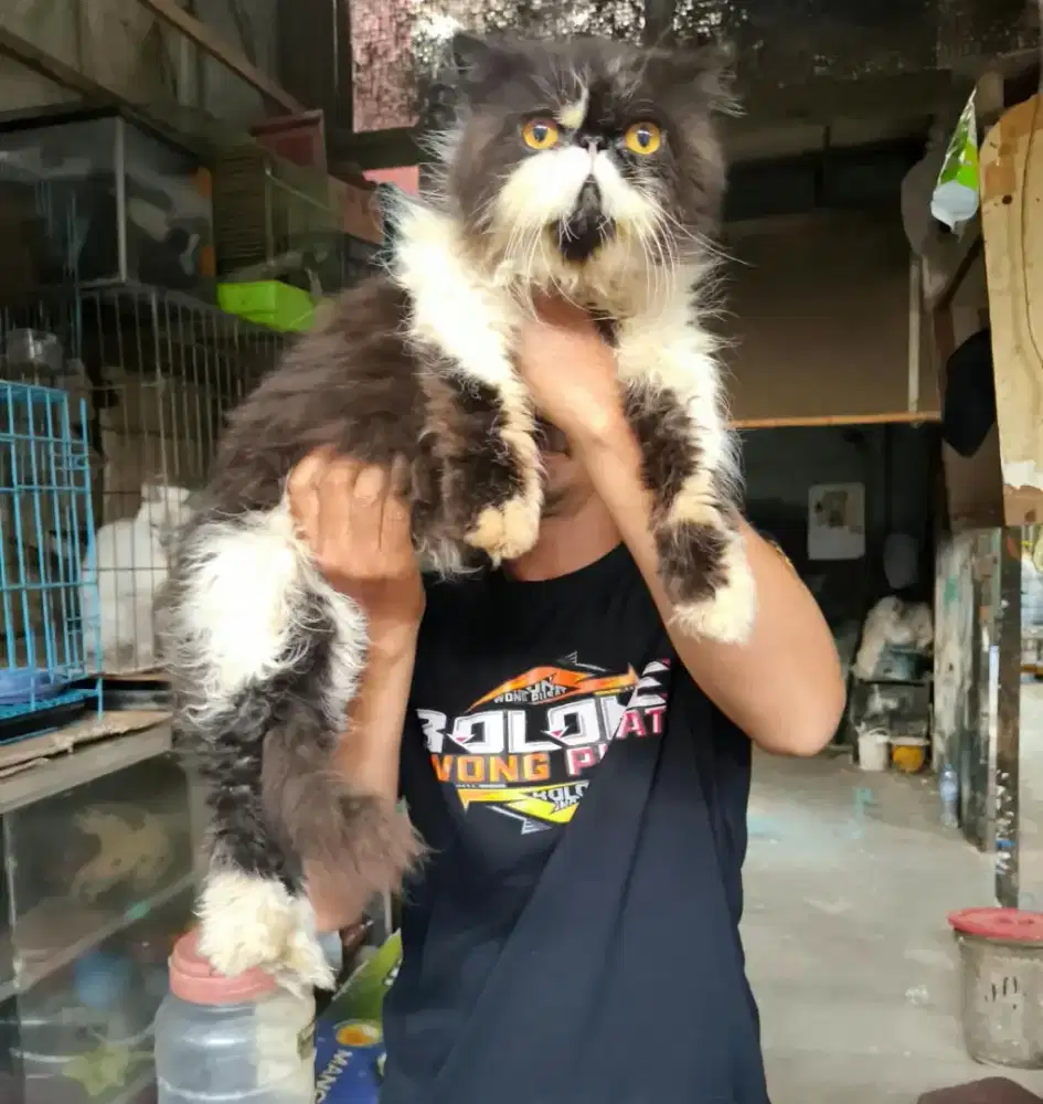 Peaknose jantan 11 bulan
