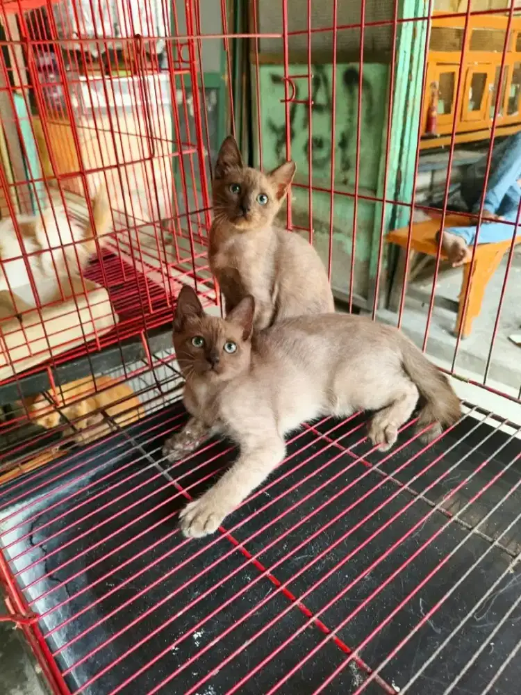 Kitten siam jantan 3 bulan