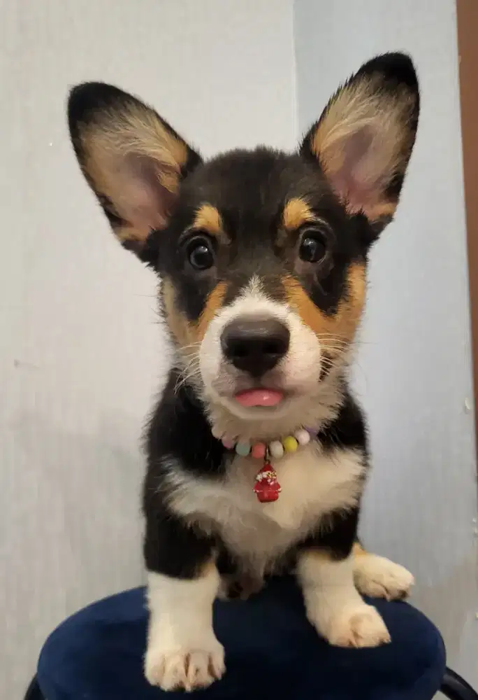 Welsh Corgi High Quality