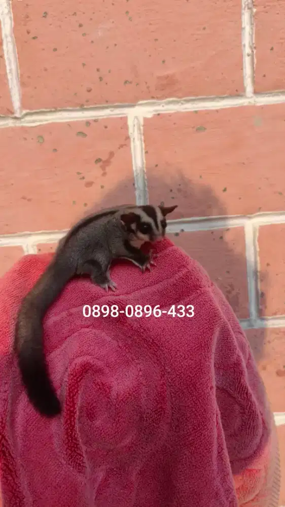 Sugar glider classic grey