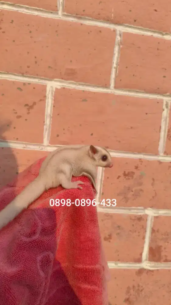 Sugar glider creamino