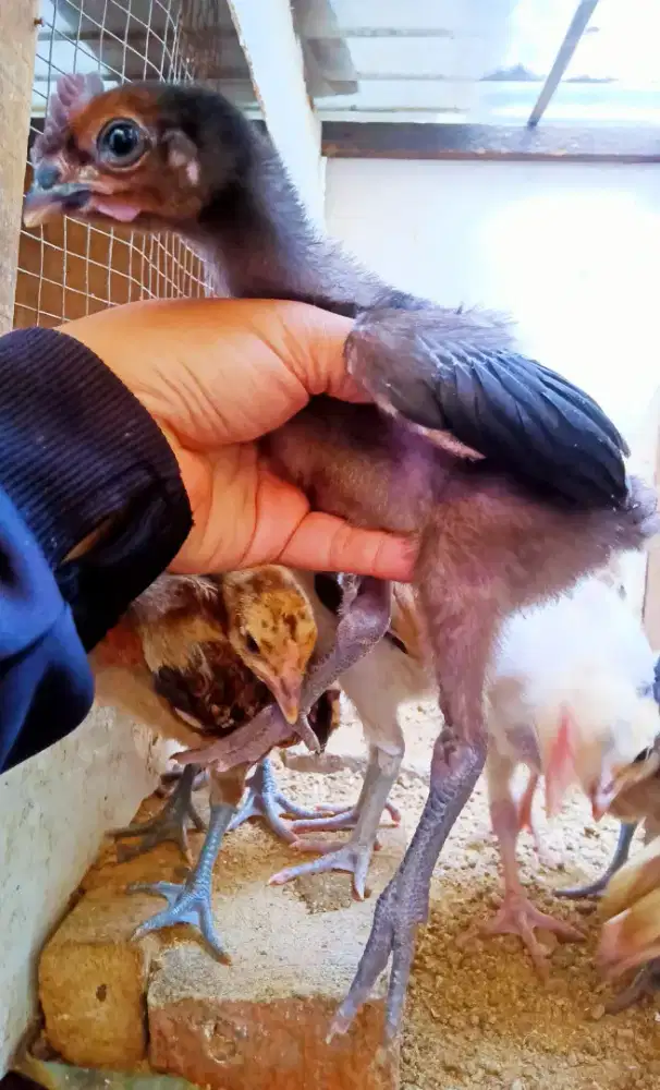 AYAM PELUNG 3 PASANG