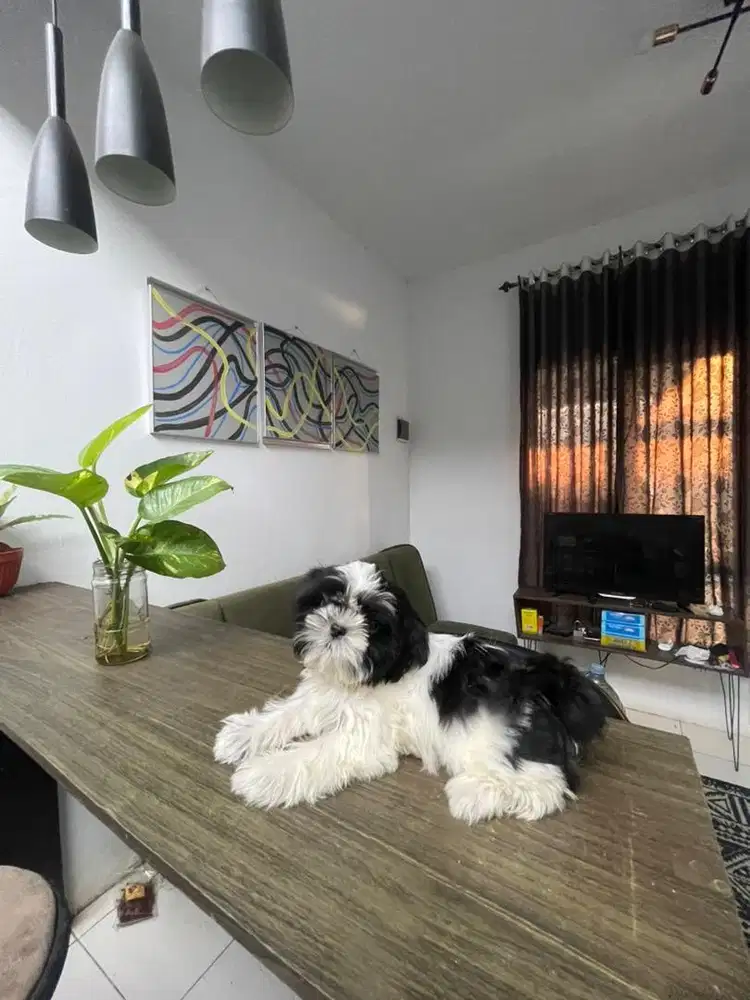 Shihtzu puppy gemoy good quality