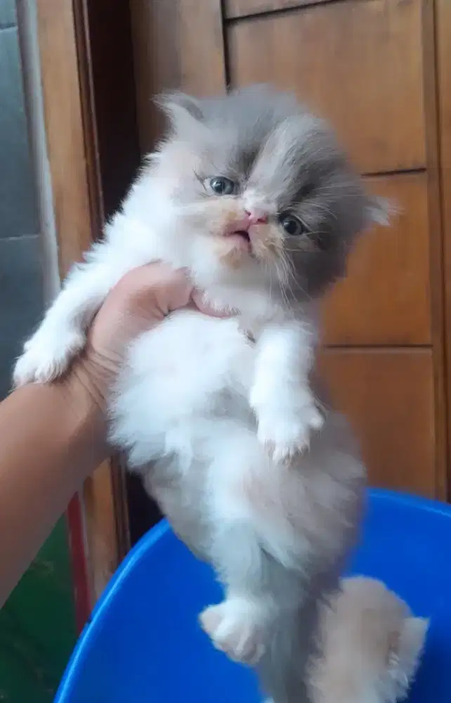kitten persia kucing persia lucu