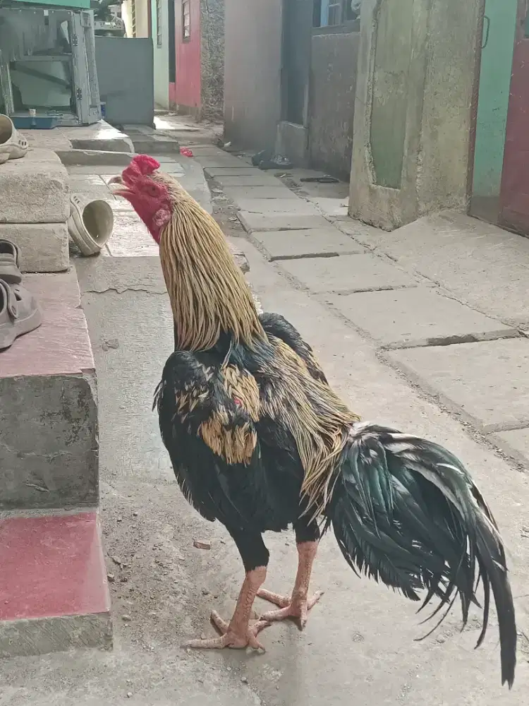 Ayam bangkok trah juara