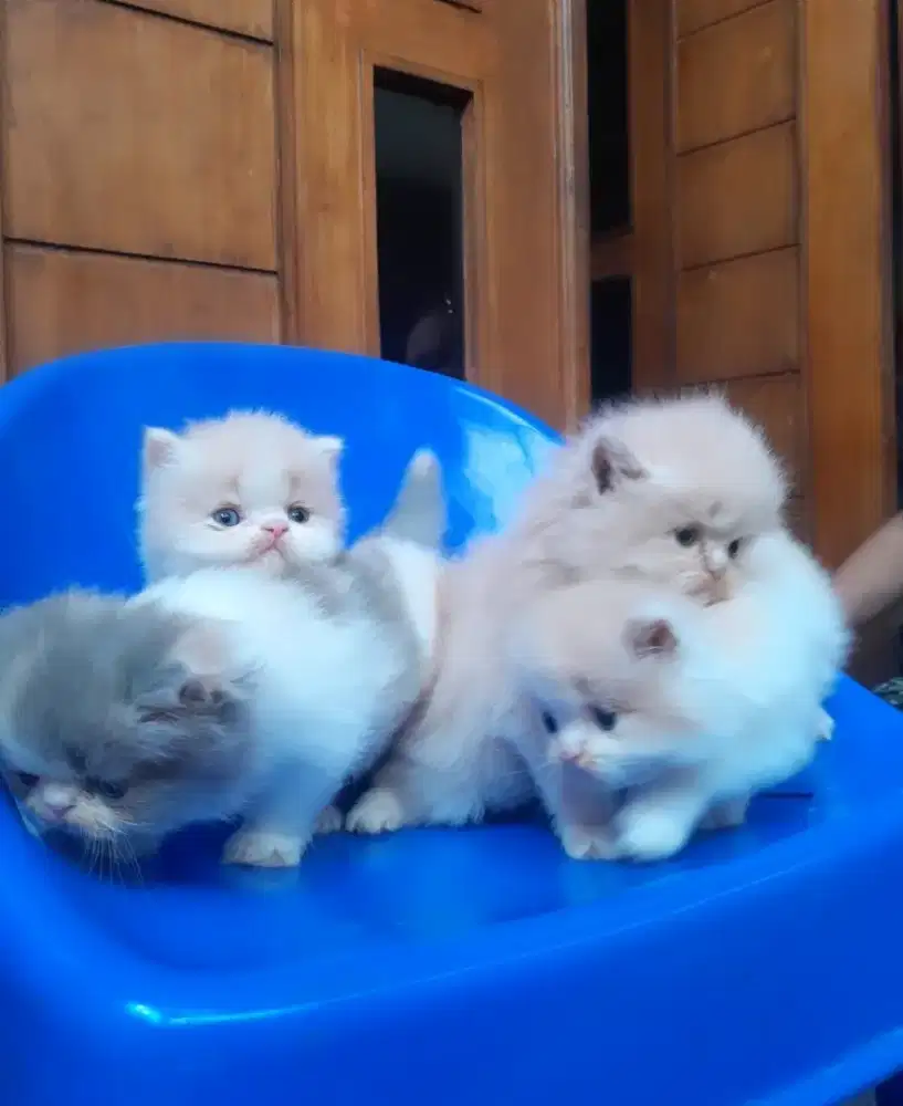 kucing persia kitten lucu