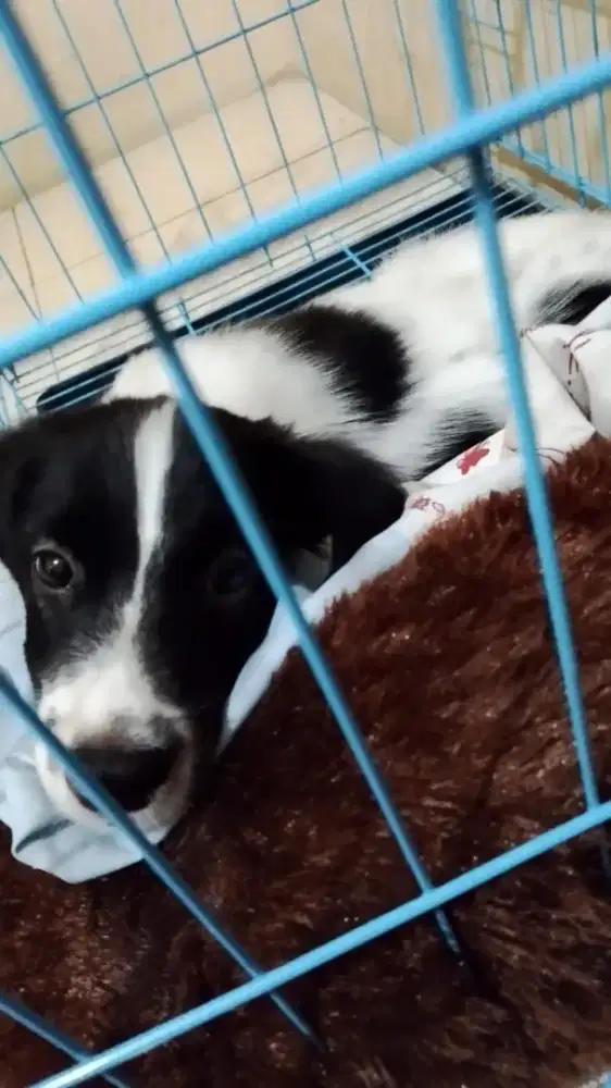 Jual Anjing lucu beserta kandangnya