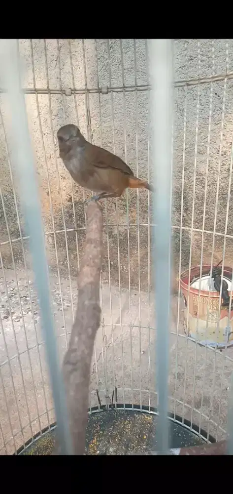 Burung cingcoho muda hutan