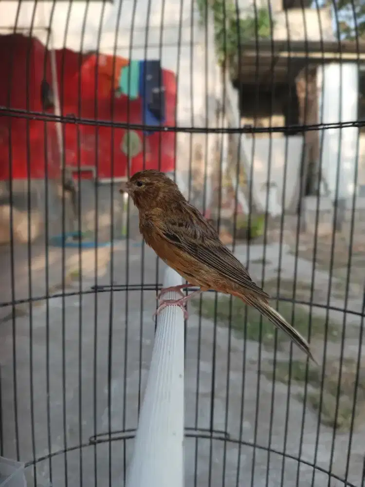 Paud Kenari Lokal