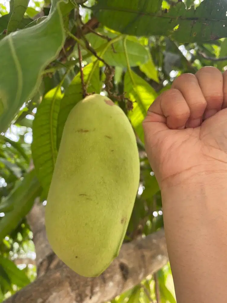 Mangga golek muda