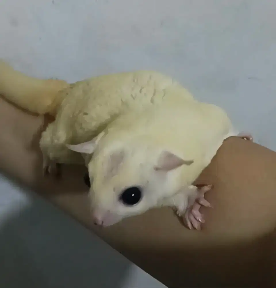 Sugar glider obes