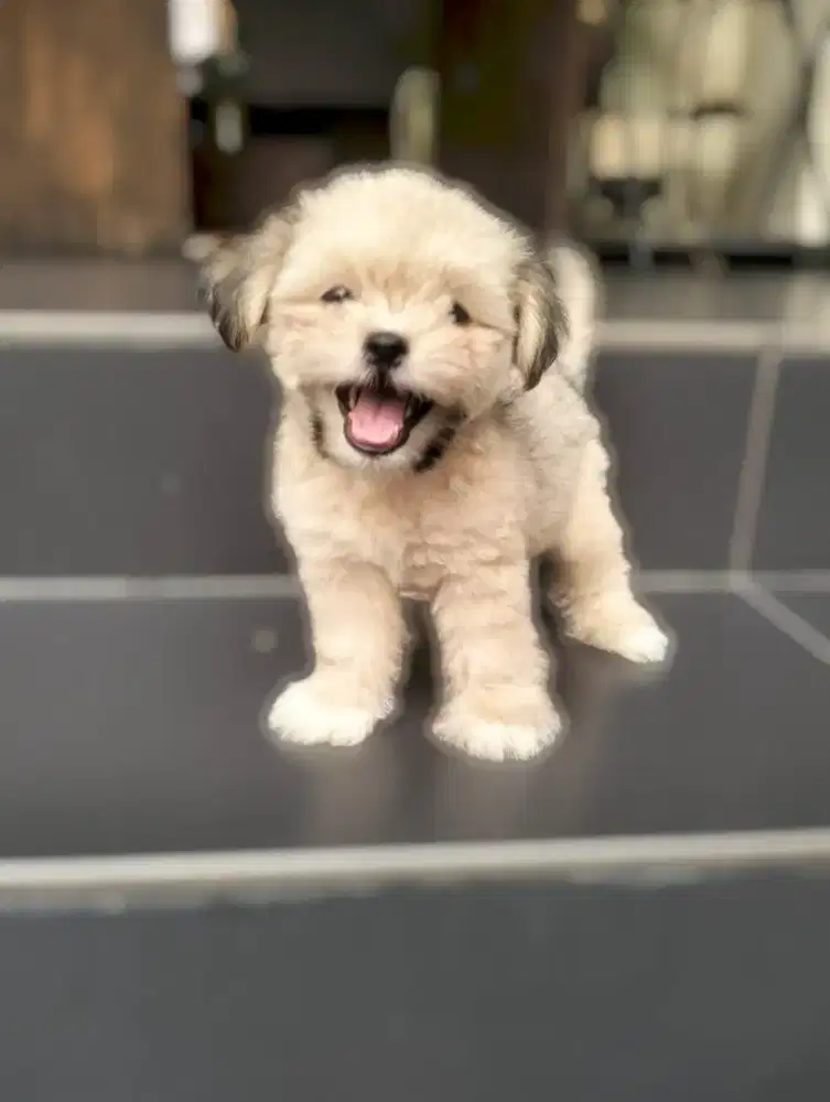 Puppy Shihtzu poodle pretty