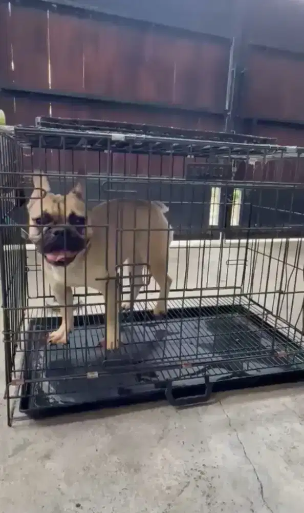 Fench bulldog betina