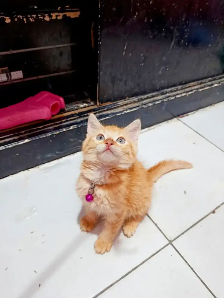 Kitten persia medium usia 2,5 bulan betina
