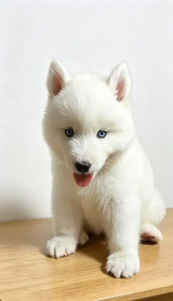 Siberian Husky putih