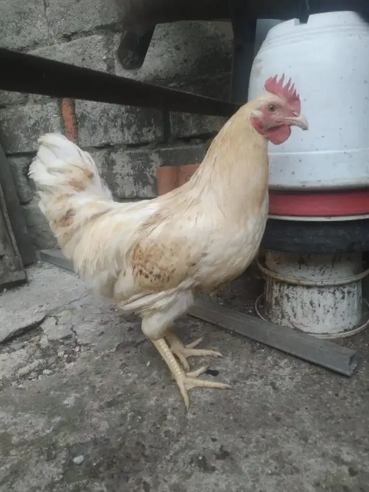ayam negeri jantan