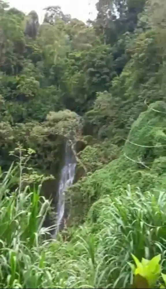 Kebun kopi luas 229 are harga 5,5 jt/are