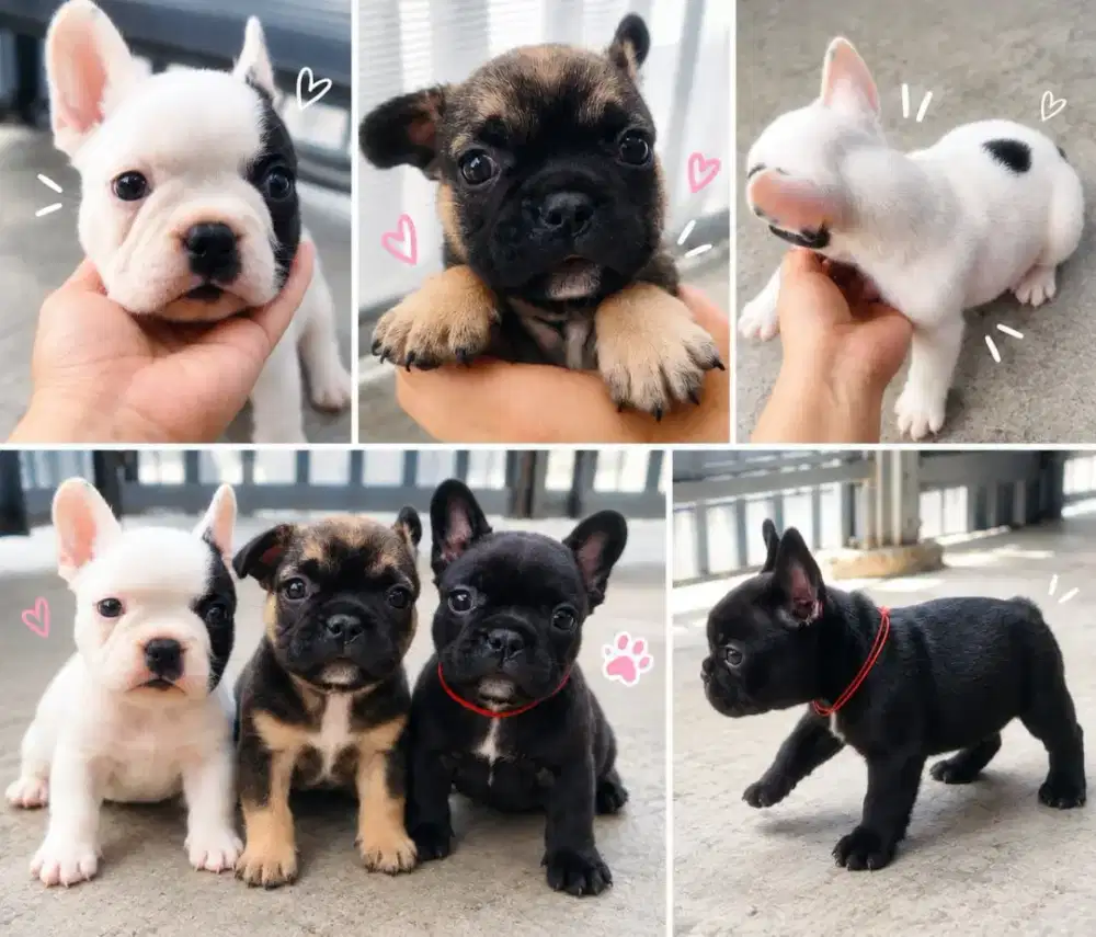 French Bulldog jantan & betina