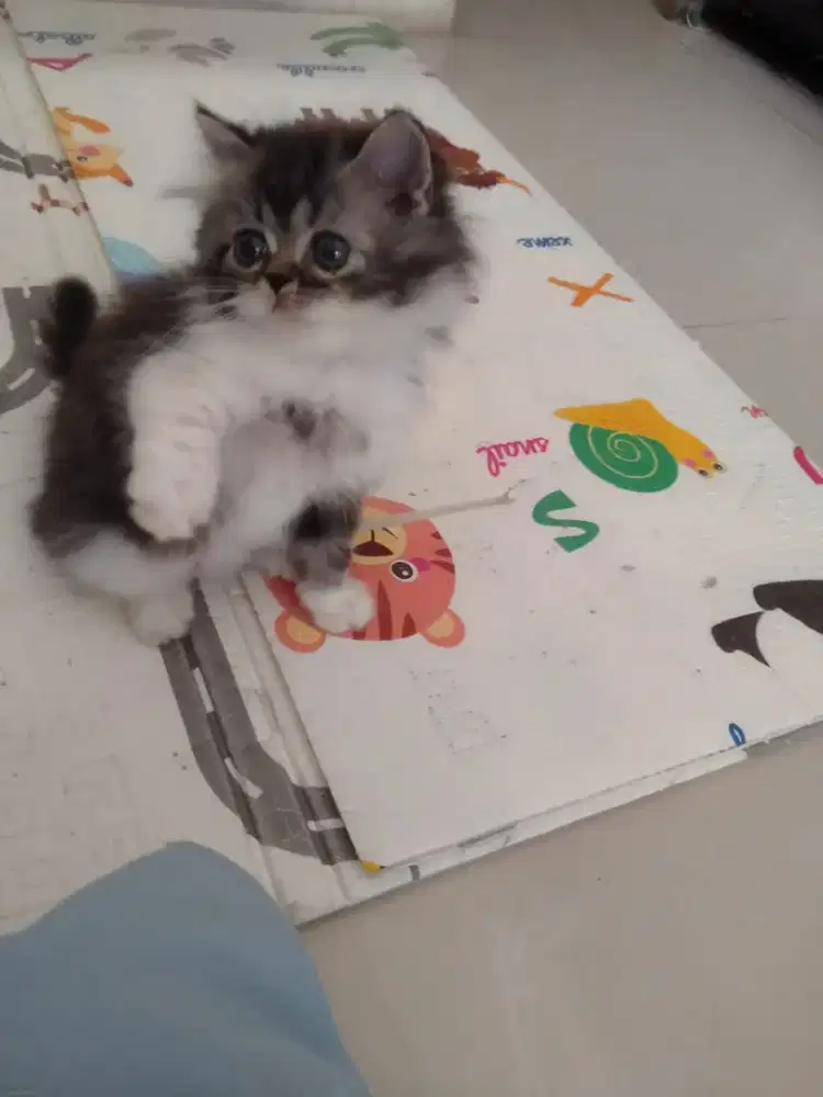 Kitten Persia jantan