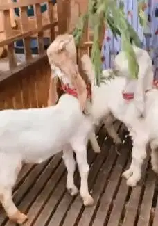 4 ekor anakan kambing etawa senduro jantan 4 bln TB 55-58cm siap piara