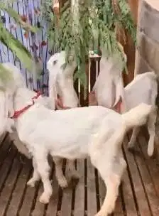 4 ekor anakan kambing etawa senduro 4 bln TB 55-58cm siap penggemukan