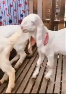 4 ekor anakan kambing etawa senduro jantan 4 bln TB 55-58cm siap piara