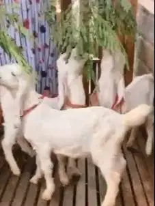 4 ekor anakan kambing etawa senduro jantan 4 bln TB 55-58cm siap piara