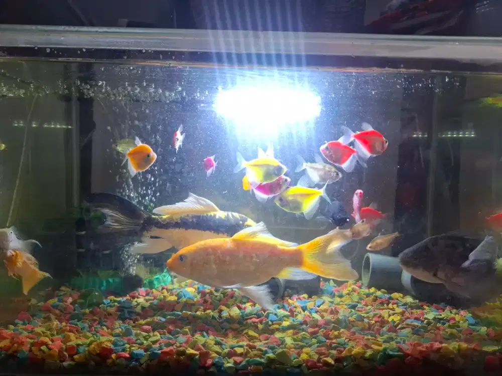 Jual Murah 1 set Aqurium, Ikan & Perlengkapan