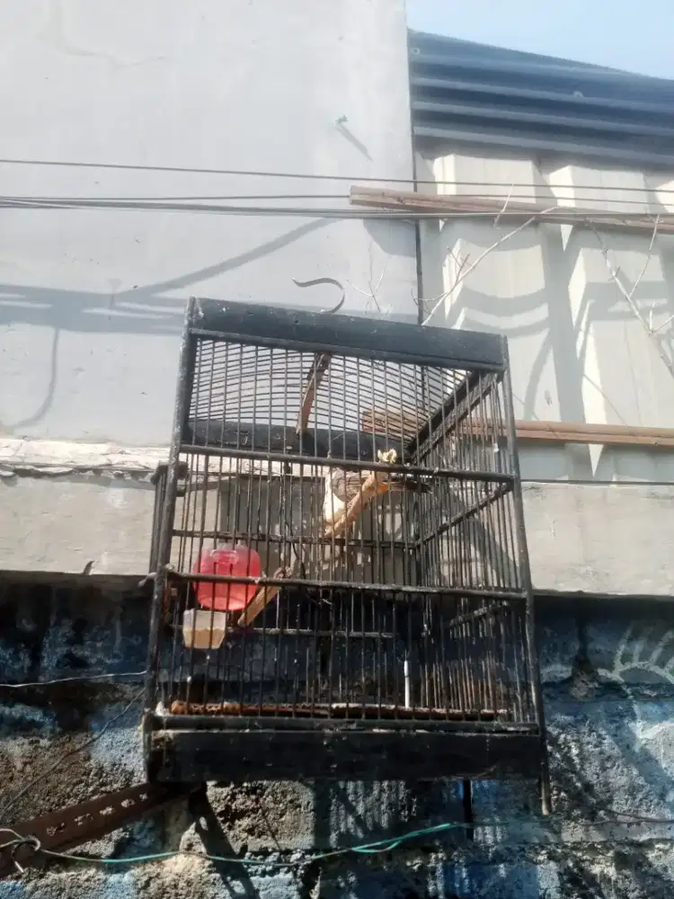 Burung kutilang jantan
