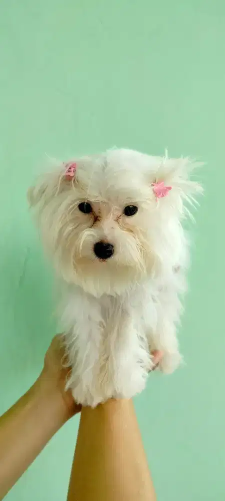 Maltese Betina 3 Bulan