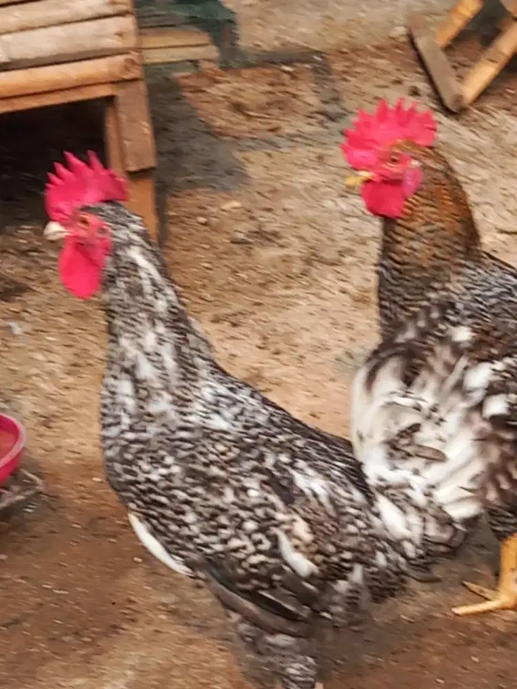 Ayam jago kuntara 4