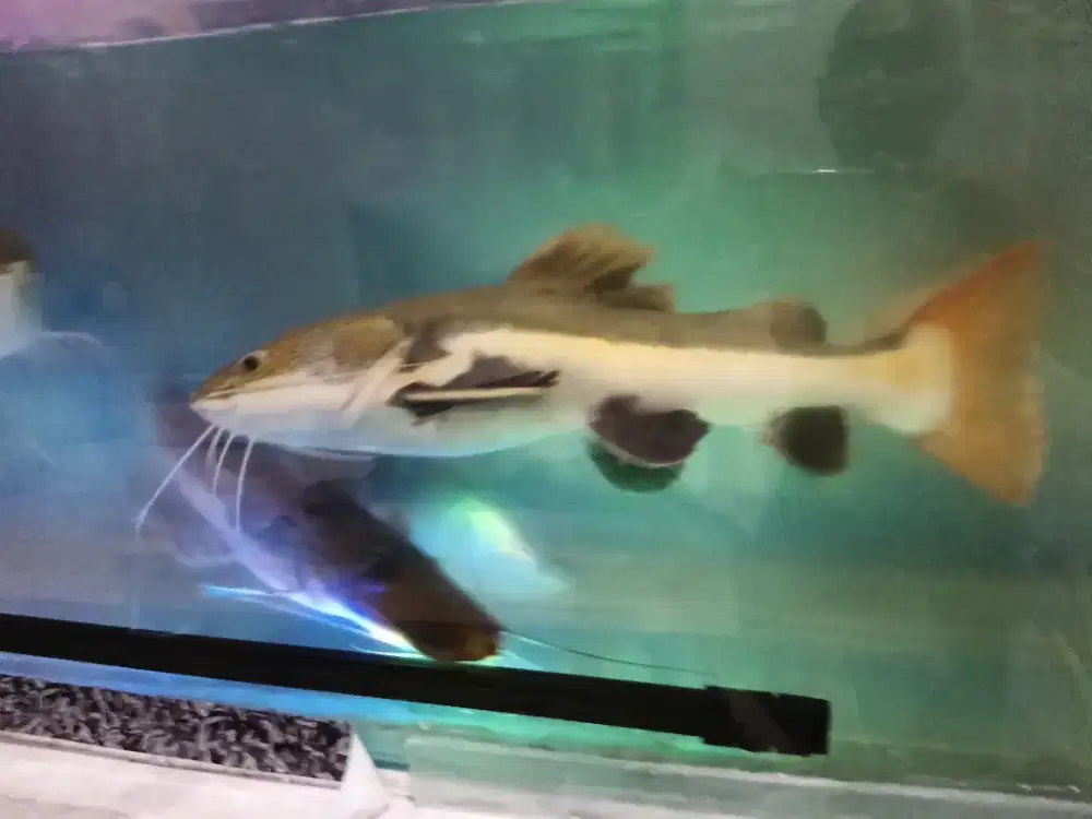 Dijual ikan fredator RTC jumbo