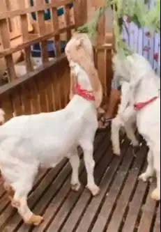 4 ekor anakan kambing etawa senduro 4 bln TB 55-58cm siap penggemukan
