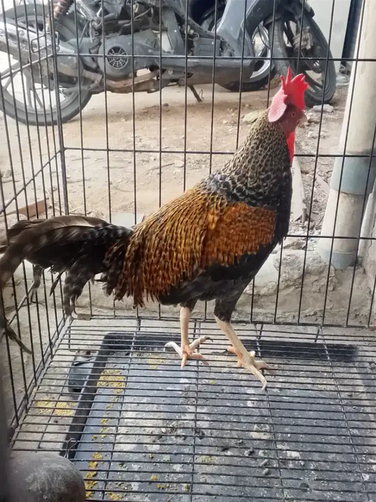 Ayam bekisar jali emas