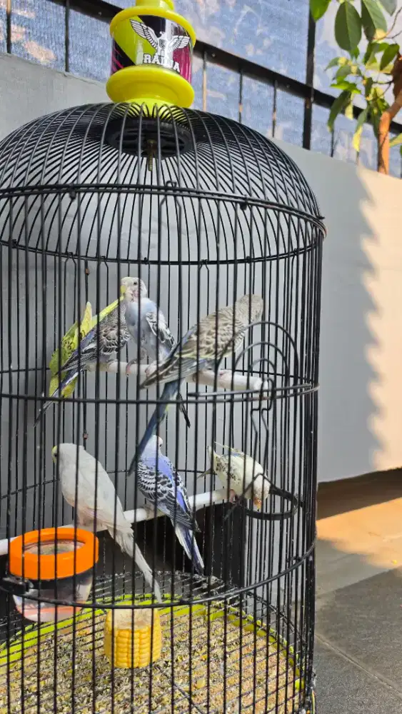 Burung parkit warna mutasian yf borongan 7 ekor