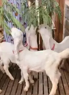 4 ekor anakan kambing etawa senduro jantan 4 bln TB 55-58cm jamin puas