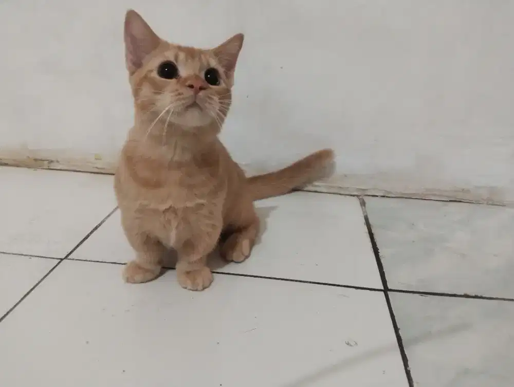 Munckhin bsh jantan redgolden 8bulan