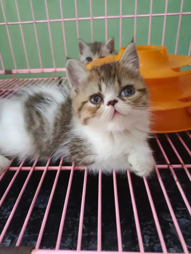 Exotic female brown taby and white