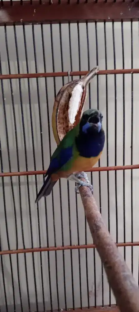 Burung masteran gacor