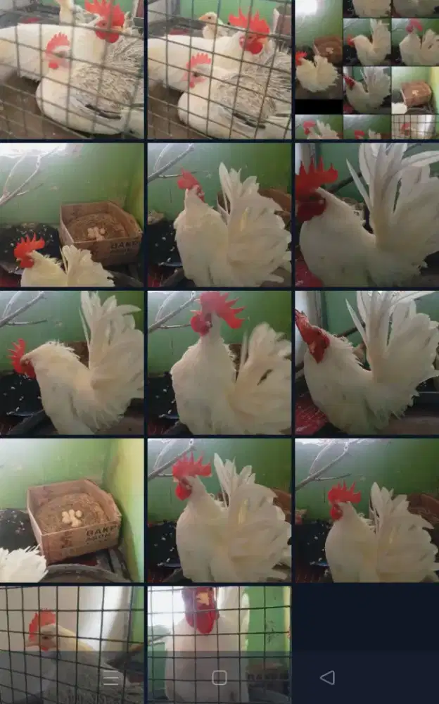 Sepasang ayam Kate dan anak lagi bertelur