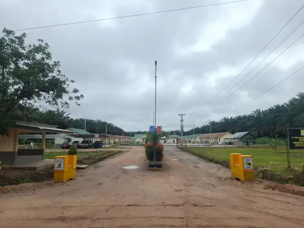 Lowongan Perkebunan Kelapa Sawit Kalimantan