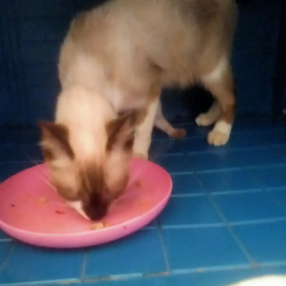 Over adopsi Siam mix betina + kitten siam blasteran persia 2 bulan