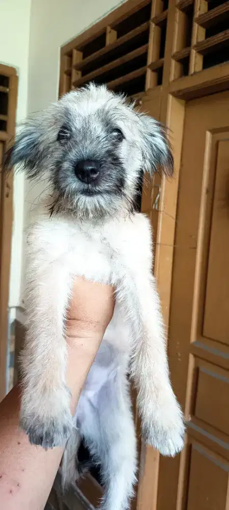 Open adopt puppies silangan Schnauzer dan Poodle usia 4 bulan