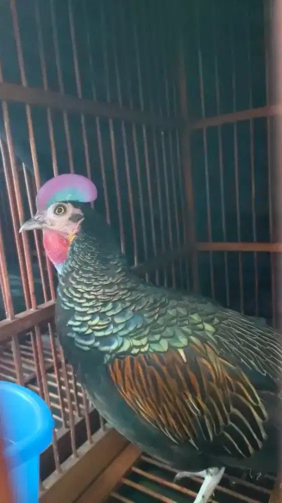 Ayam Hutan Hijau